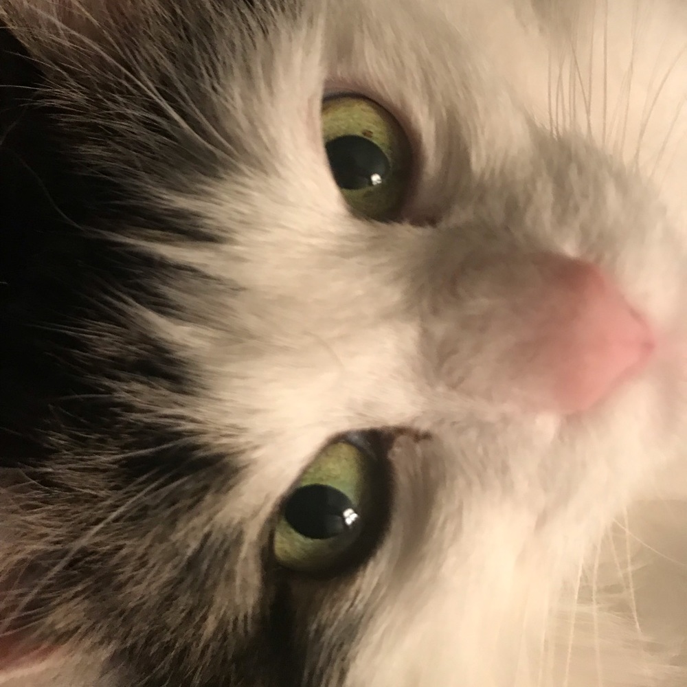 Meet your Posher, Madeline